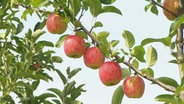 Fünf Äpfel an einem Baum. © Screenshot 