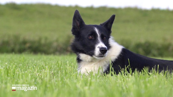 Ein Border Collie liegt im Gras. © Screenshot 