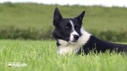 Ein Border Collie liegt im Gras. © Screenshot 