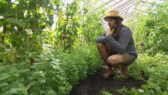 Ein Gärtner kniet in einem Gewächshaus voller Tomaten. © Screenshot 