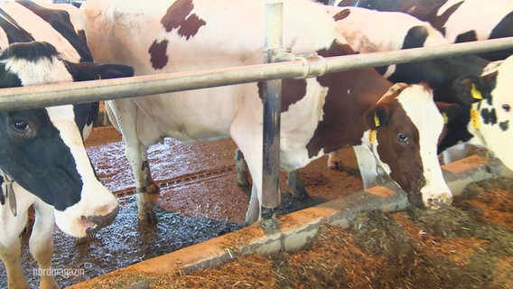 Kühe stehen in einem Stall. © Screenshot 