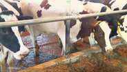 Kühe stehen in einem Stall. © Screenshot 