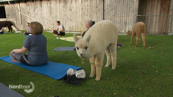 Yoga im Alpaka-Gehege. © Screenshot 