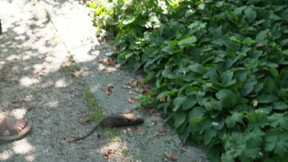 Eine tote Ratte liegt auf einem Weg. © Screenshot 