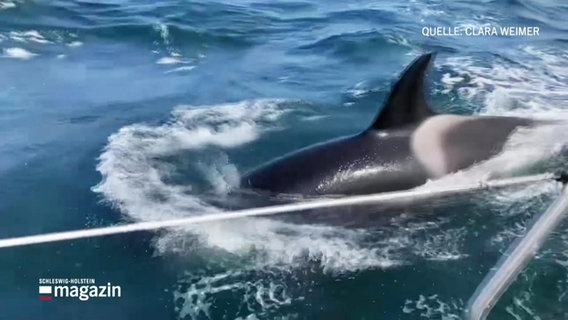 Ein Orca schwimmt direkt neben einer Yacht. © Screenshot 