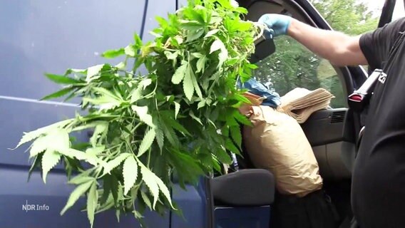 Ein Polizist hält eine Marihuana-Pflanze hoch. © Screenshot 