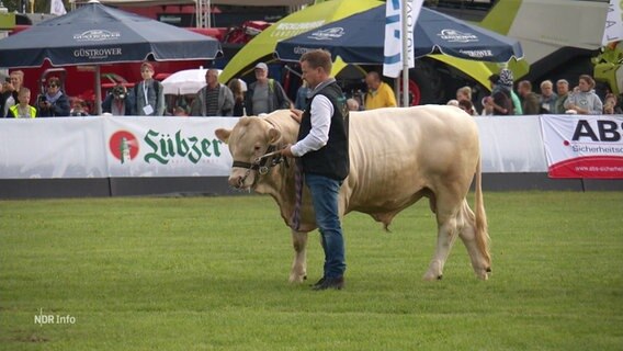 Landwirt präsentiert seinen Ochsen auf der Agrarmesse "MeLa". © Screenshot 