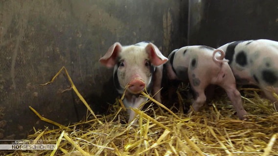 Drei Ferkel stehen in einem Stall. © Screenshot 