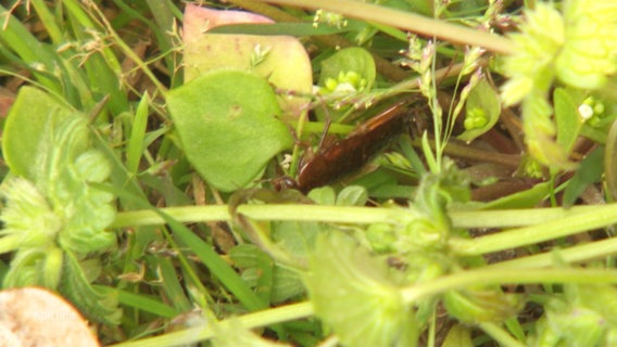 Eine Kakerlake krabbelt im Gras. © Screenshot 