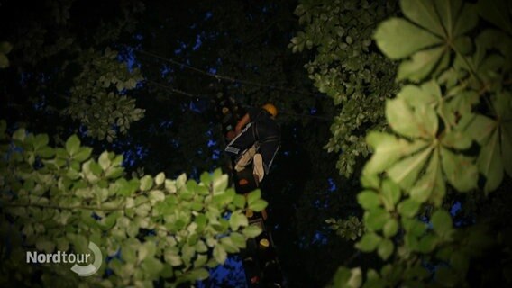 Eine Person klettert im Dunkeln zwischen Bäumen an einer Leiter. © Screenshot 