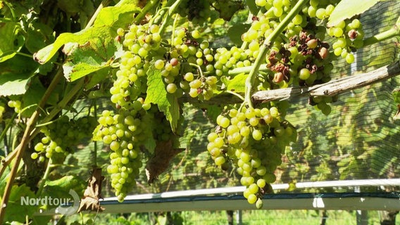 Grüne Weintrauben wachsen an einer Rebe. © Screenshot 