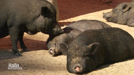 Mehrere Schweine mit schwarzem Fell liegen beisammen. © Screenshot 