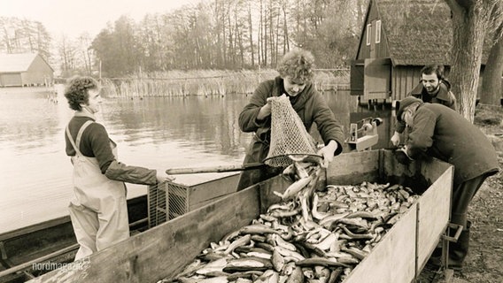 Ein altes schwarz-weiß Foto zeigt Menschen beim fangen von Forellen mit Keschern. © Screenshot 