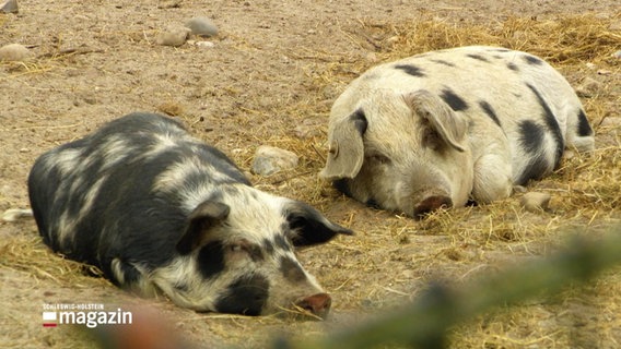 Zwei Schweine ruhen sich aus. © Screenshot 