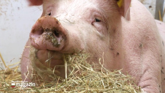 Ein Schwein im Stroh. © Screenshot 