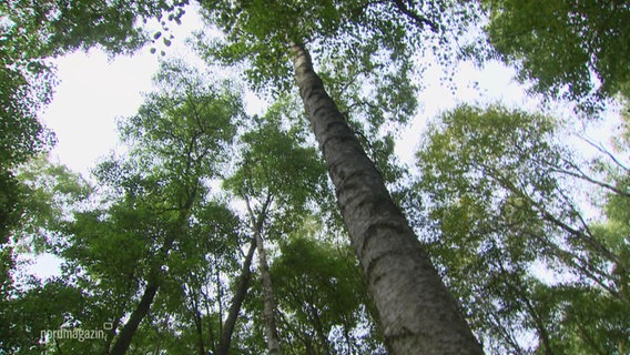 Ein Blick in die Wipfel mehrerer Moorbirken. © Screenshot 