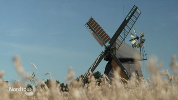 Eine alte Windmühle, im Vordergrund ein Getreidefeld. © Screenshot 