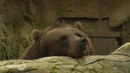 Ein müde aussehender Braunbär stützt seinen Kopf auf einem Stein ab. © Screenshot 