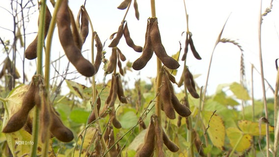 Soja-Bohnen hängen an einer Pflanze auf einem Feld. © Screenshot 