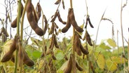 Soja-Bohnen hängen an einer Pflanze auf einem Feld. © Screenshot 