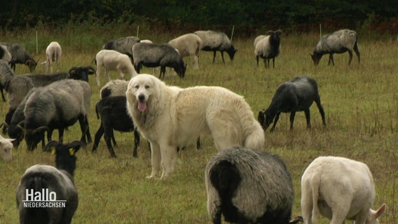 Ein Herdenschutzhund zwischen Schafen. © Screenshot 