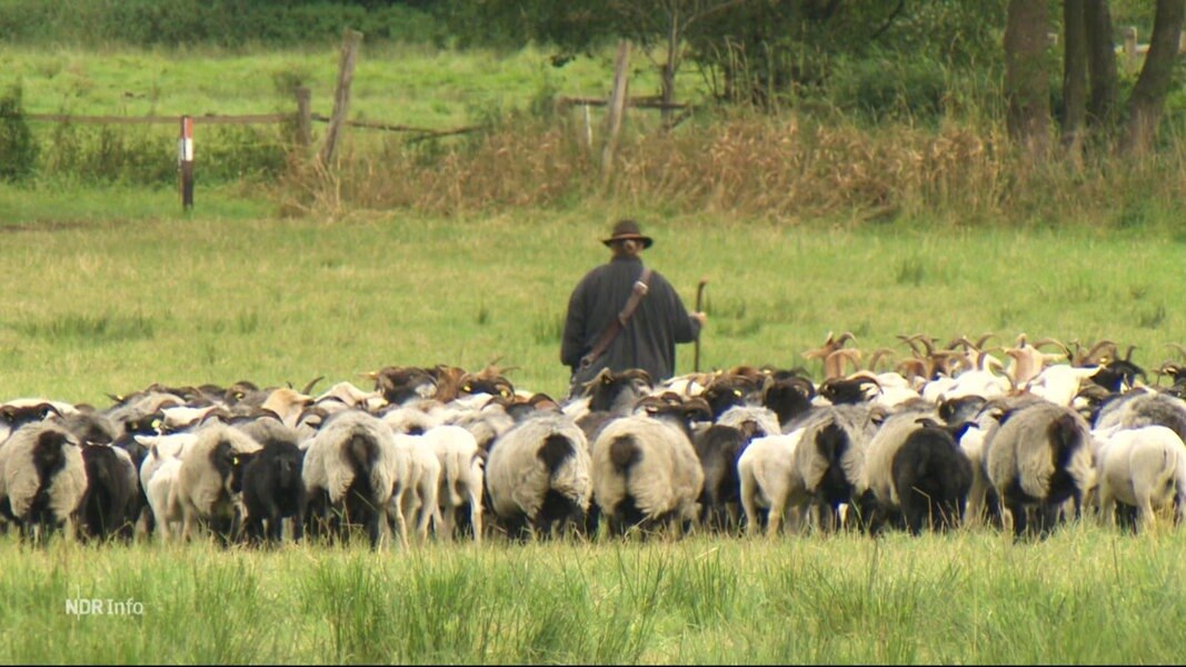Ein Schäfer mit seiner Herde.