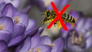Eine durchgestrichene Biene. (extra 3 vom 27.09.2023 im NDR Fernsehen) © NDR 
