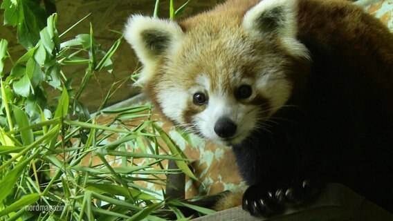Ein kleiner, roter Panda blickt neben einem Grasbüschel in die Kamera. © Screenshot 