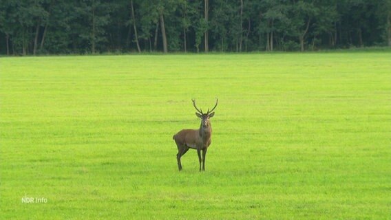 Ein Hirsch auf einer Wiese. © Screenshot 