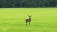 Ein Hirsch auf einer Wiese. © Screenshot 