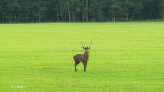 Ein Hirsch auf einer Wiese. © Screenshot 