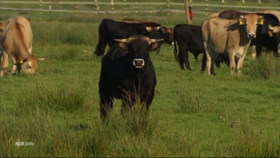 Rinder auf einer Weide. © Screenshot 