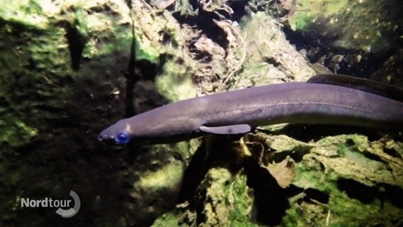 Unterwasseraufnahme von einem Aal. © Screenshot 