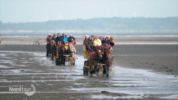 Mehrere Pferdekutschen fahren mit Menschen über das Watt. © Screenshot 