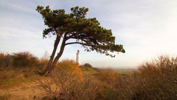 Blick über die Landschaft Hiddensees. Ein Baum steht auf einer weiten Wiesenfläche. Am Horizont steht der weit entfernte Leuchtturm Dornbusch. © Screenshot 