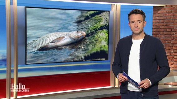 Nachrichtensprecher Jan Starkebaum, im Hintergrund ein Bild eines toten Fisches. © Screenshot 