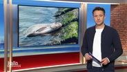 Nachrichtensprecher Jan Starkebaum, im Hintergrund ein Bild eines toten Fisches. © Screenshot 