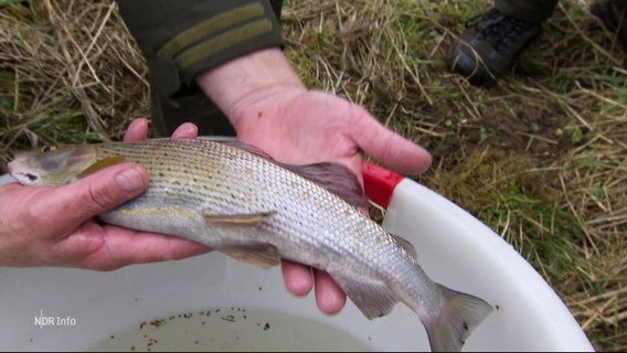 Ein Mensch hält einen Fisch über einem Eimer in den Händen. © Screenshot 