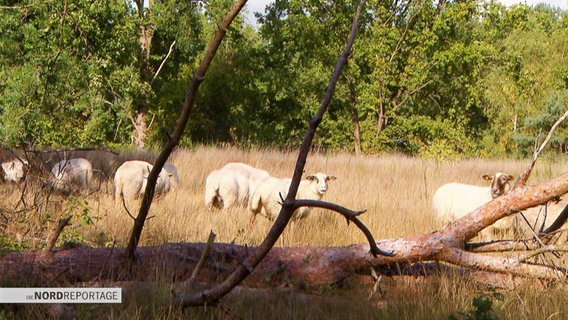 Schafe stehen auf  einer Wiese mit hohem Gras. Im Vordergrund liegt ein toter Baum. © Screenshot 