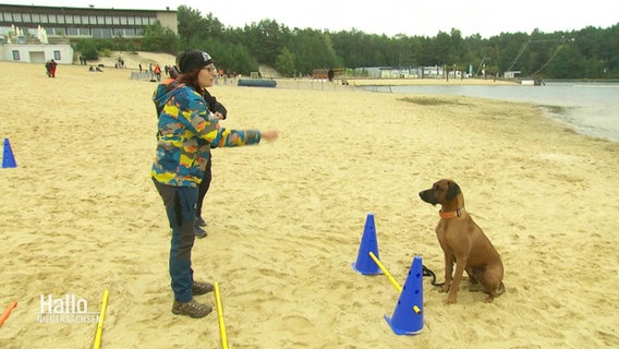 Eine Frau am Strand mit ihrem Hund, vor ihm ist ein Hindernis-Parkour aufgebaut. © Screenshot 