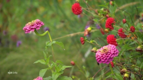 Rot und rosa blühende Blumen. © Screenshot 