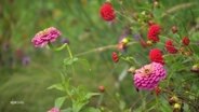 Rot und rosa blühende Blumen. © Screenshot 