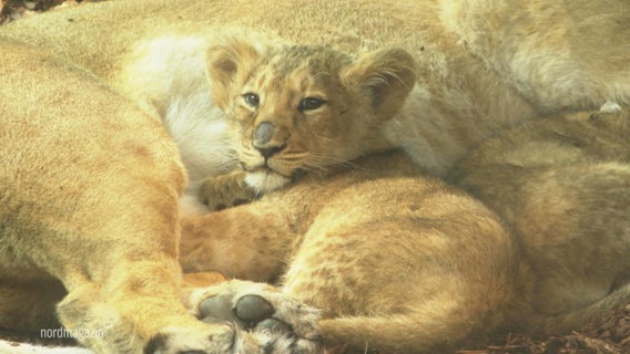 Eine junge Löwin liegt gekuschelt am Bauch ihrer MUtter. © Screenshot 