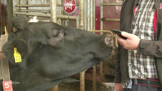 Im Kuhstall: Eine Kuh reckt ihre Schnauze in Richtung einer Hand eines Mannes, die ein Handy hält. © Screenshot 