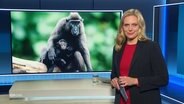 Juliane Möcklinghoff moderiert NDR Info um 16:00. © Screenshot 
