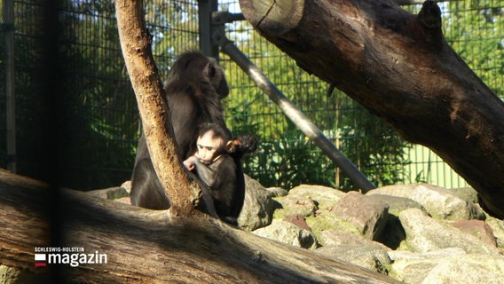 Ein kleiner Schopfmakake neben seiner Mutter im Tierpark Gottorf. © Screenshot 