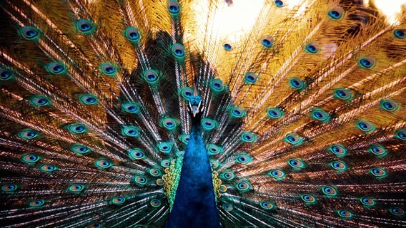 Ein Pfau präsentiert sein Gefieder. Ein Pfau präsentiert sein Gefieder. © Screenshot