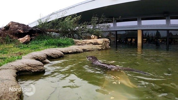 Ein Fischotter schwimmt auf ein kleines Ufer in seinem Outdoor-Becken in einem Museum zu. © Screenshot 