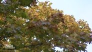 Laub eines Baumes. © Screenshot 