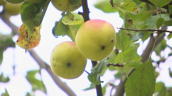 Äpfel hängen an einem Apfelbaum © Screenshot 